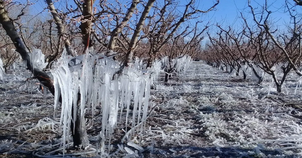 emergencia agopecuaria mendoza heladas